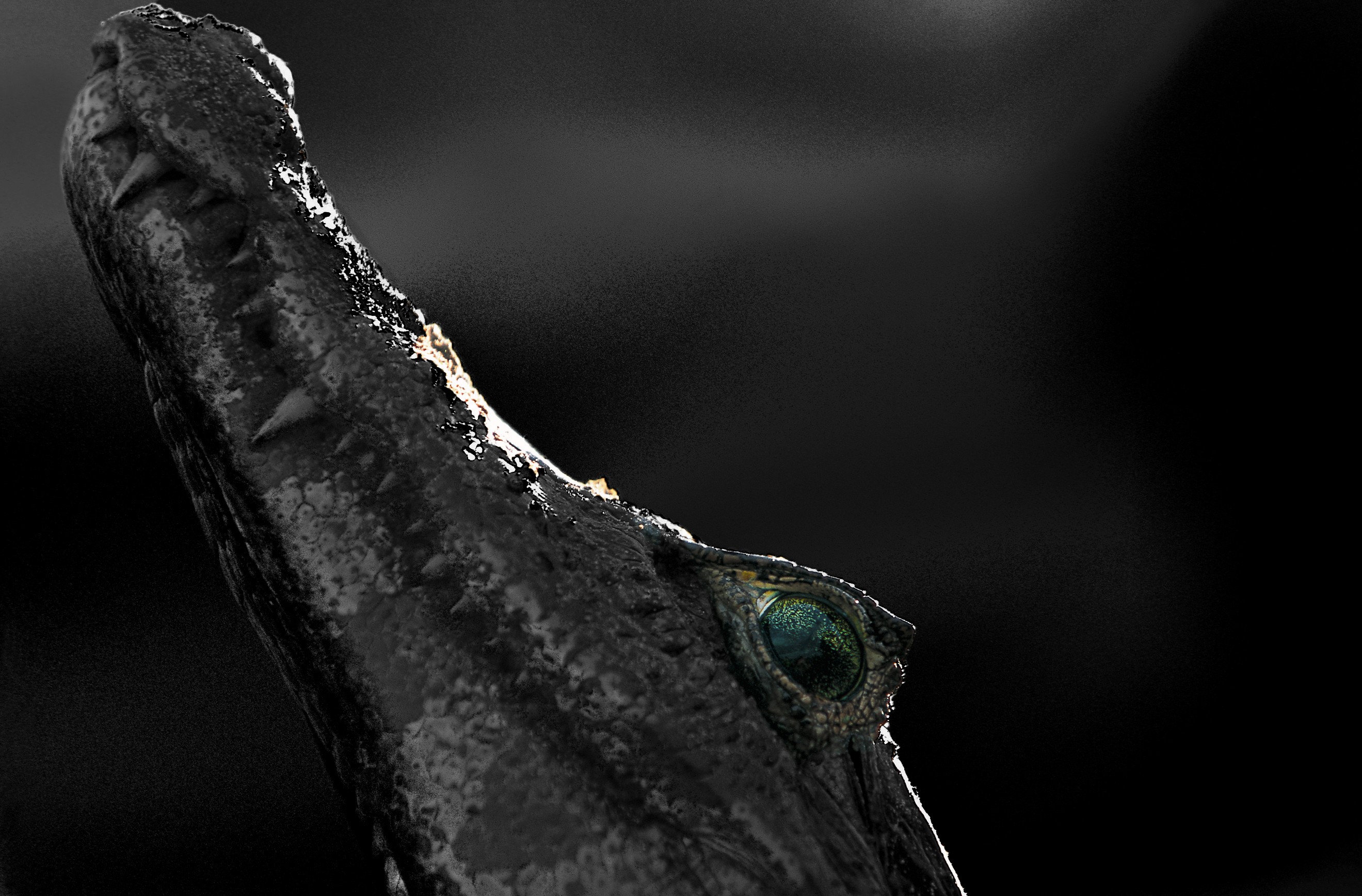 Dominique Leroy, Yeux et gueule de crocodile du Pantanal. Brésil Dominique Leroy, Yeux et gueule de crocodile du Pantanal. Brésil