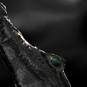 Photographie, Yeux et gueule de crocodile du Pantanal. Brésil, Dominique Leroy