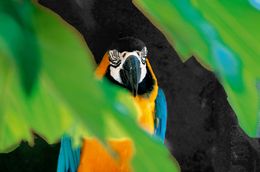 Fotografien, Perroquet ra du Pantanal et son habit de lumière. Brésil, Dominique Leroy