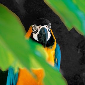Photographie, Perroquet ra du Pantanal et son habit de lumière. Brésil, Dominique Leroy