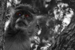 Fotografien, Regard humain du singe Patas. Sénégal. Afrique, Dominique Leroy