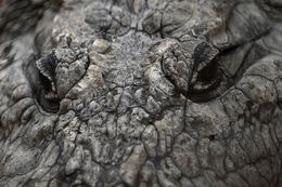 Photographie, Crocodile d'Afrique. Sénégal, Dominique Leroy