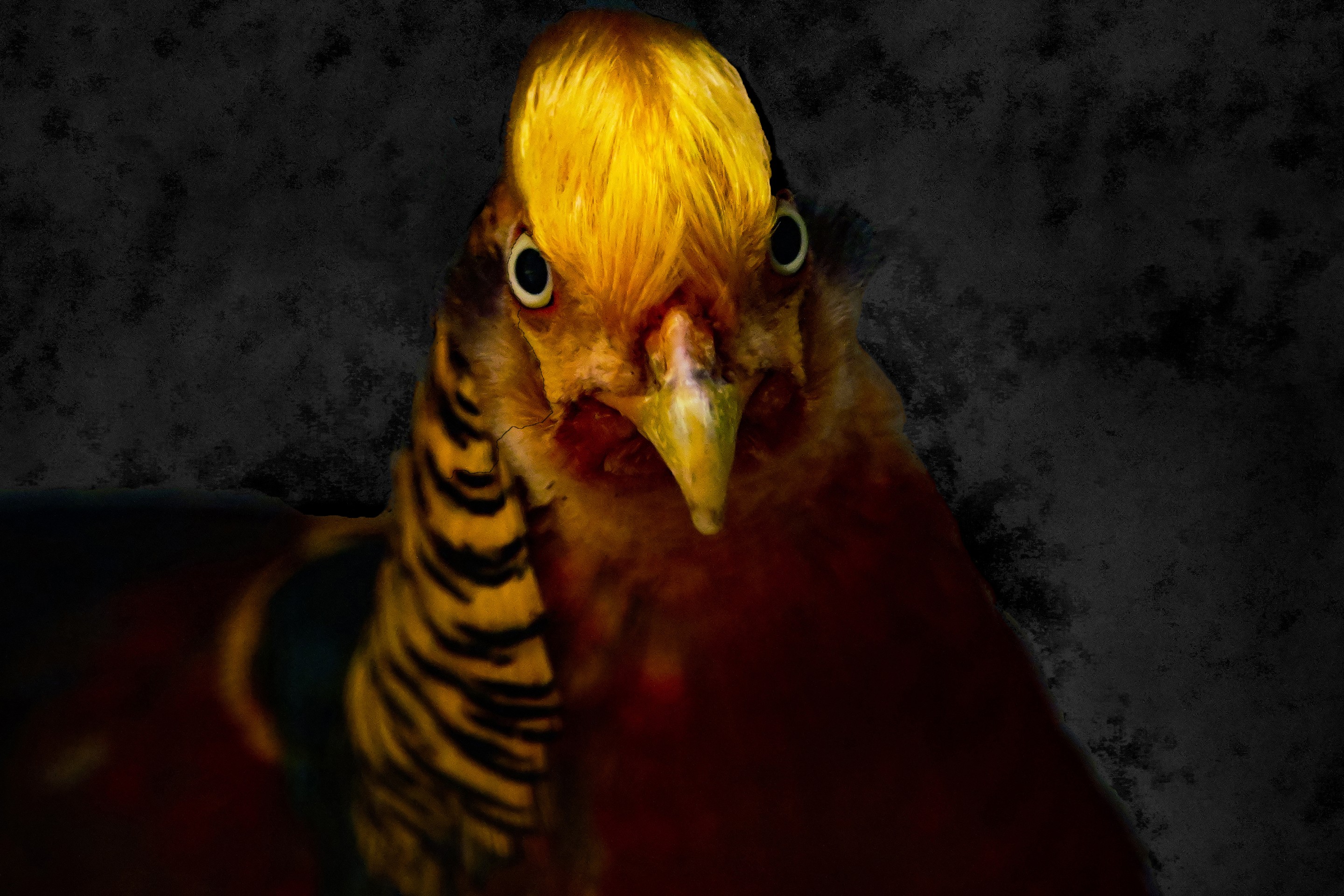 Dominique Leroy, Je te regarde droit dans les yeux. Oiseaux du Gabon. Afrique Dominique Leroy, Je te regarde droit dans les yeux. Oiseaux du Gabon. Afrique
