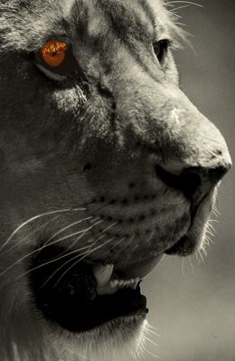 Photographie, Les Yeux du roi de la jungle. Kenya. Afrique, Dominique Leroy