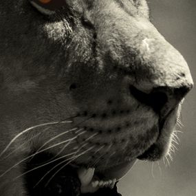 Fotografien, Les Yeux du roi de la jungle. Kenya. Afrique, Dominique Leroy