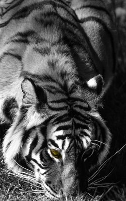 Photography, Tigre du Bengale. Inde. Asie, Dominique Leroy