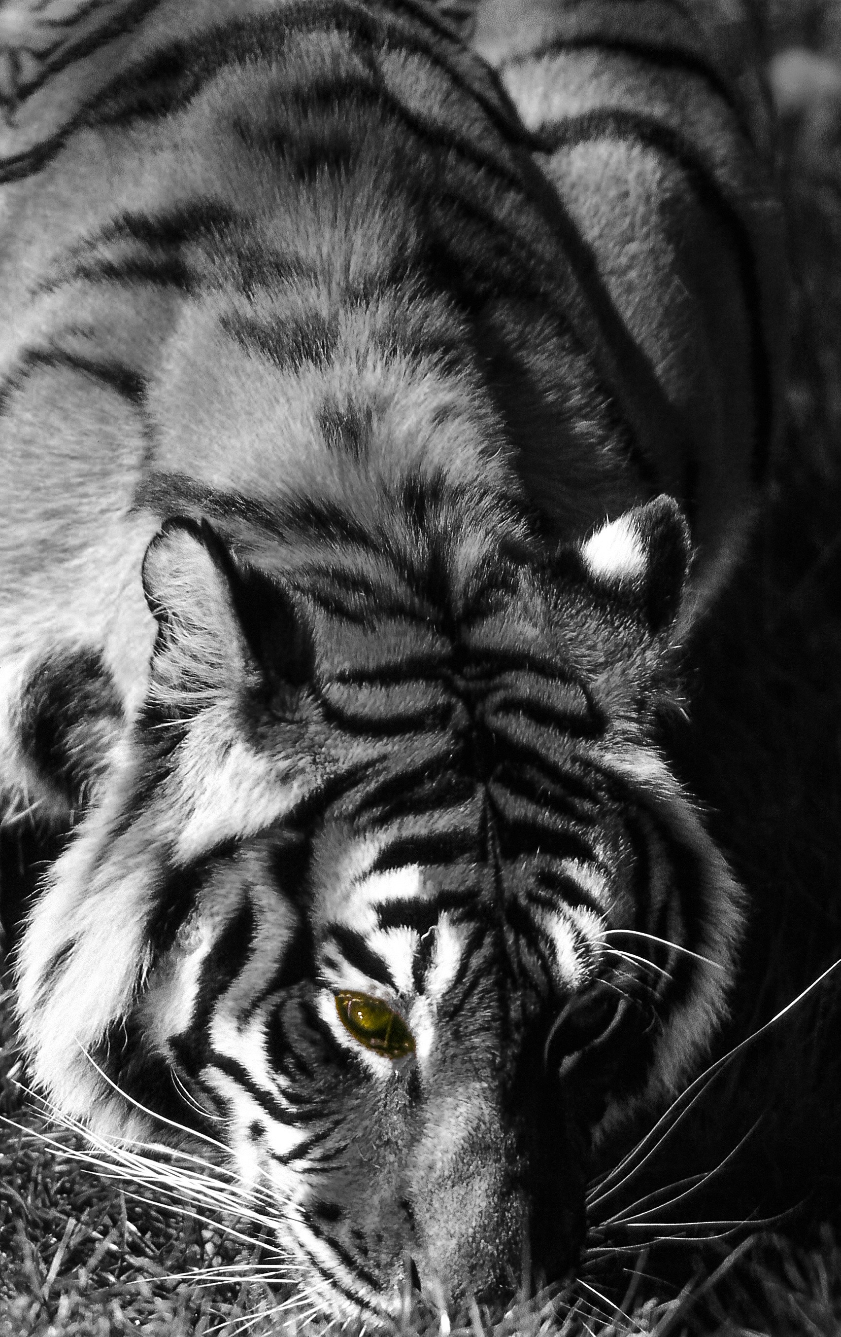 Dominique Leroy, Tigre du Bengale. Inde. Asie Dominique Leroy, Tigre du Bengale. Inde. Asie