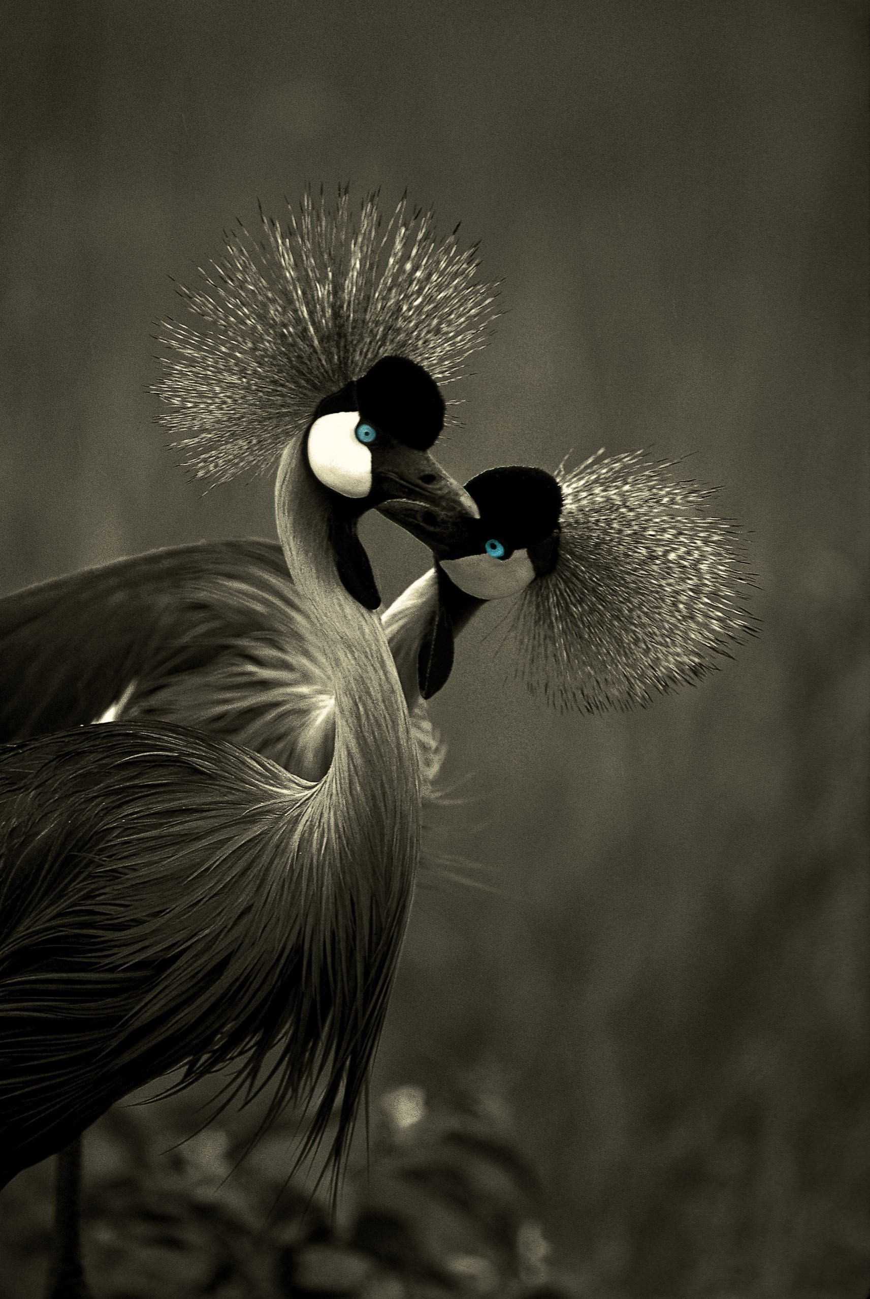 Dominique Leroy, Yeux bleus d'un couple de grues cendrés. Tanzanie. Afrique Dominique Leroy, Yeux bleus d'un couple de grues cendrés. Tanzanie. Afrique