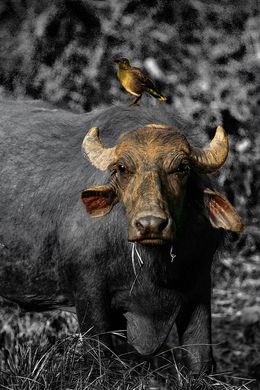 Photographie, Buffle et son garde bœuf. Tanzanie. Afrique, Dominique Leroy