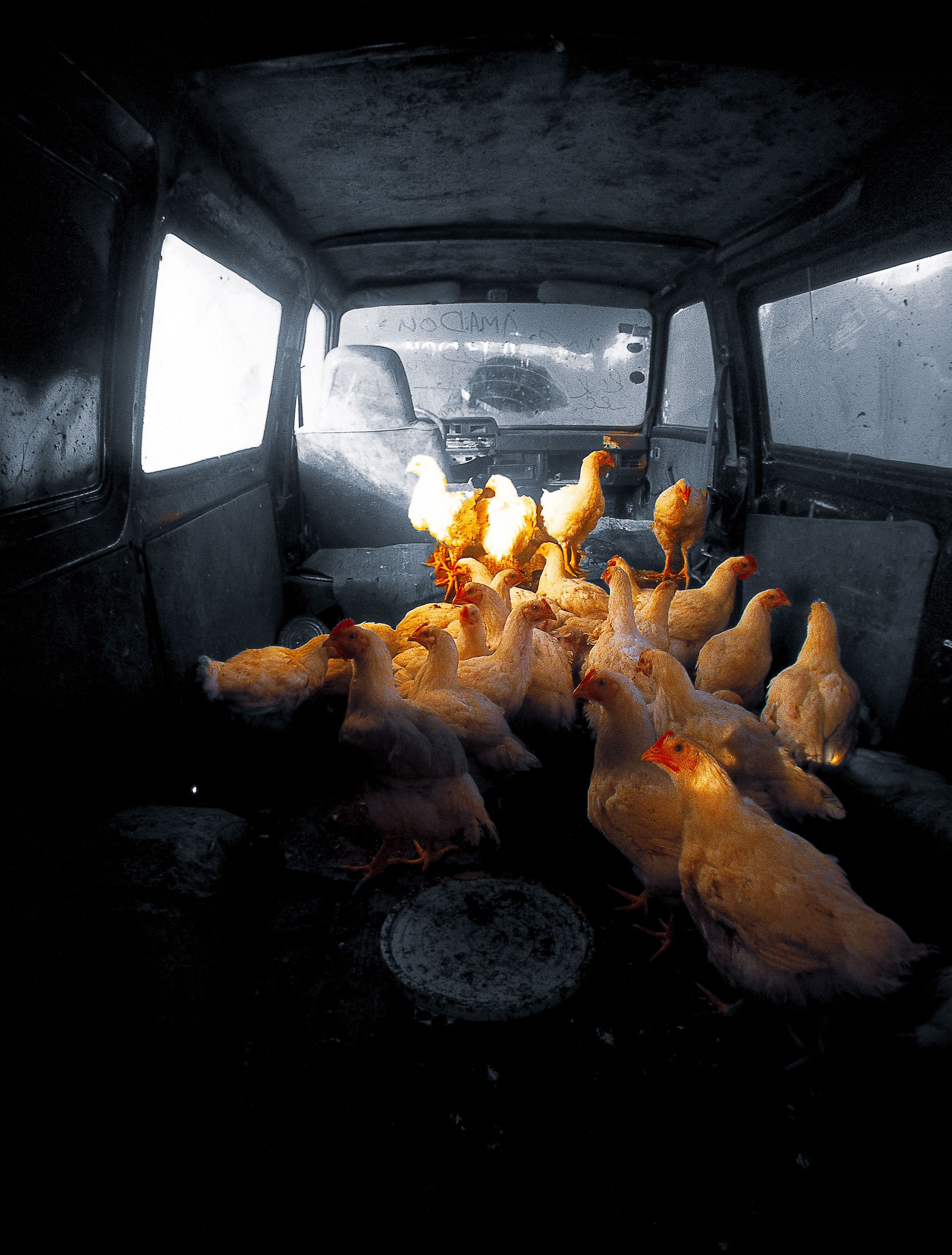 Dominique Leroy, Poules et leur poulailler Dominique Leroy, Poules et leur poulailler