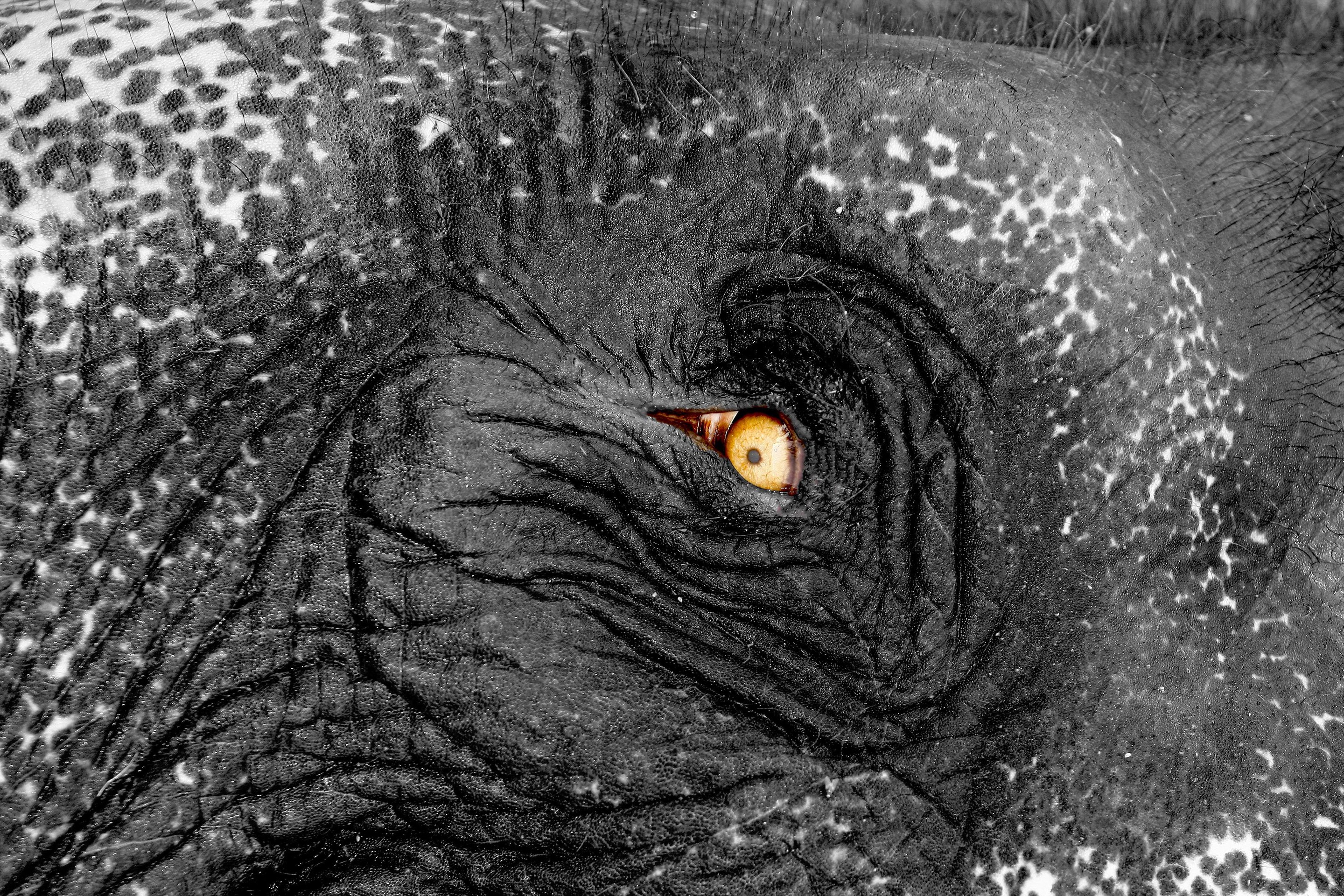 Dominique Leroy, Regard de l'éléphant d'Asie. Rajasthan Inde Dominique Leroy, Regard de l'éléphant d'Asie. Rajasthan Inde