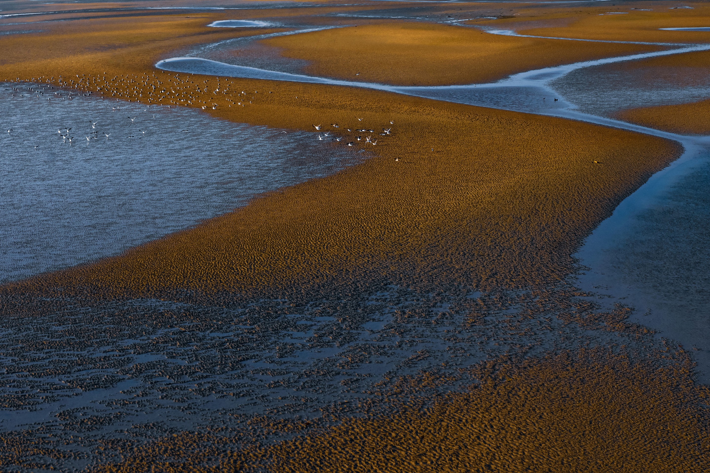 Dominique Leroy, Sine Saloum. banc de sable eau et sel et faune 2. Sénégal. Afrique Dominique Leroy, Sine Saloum. banc de sable eau et sel et faune 2. Sénégal. Afrique