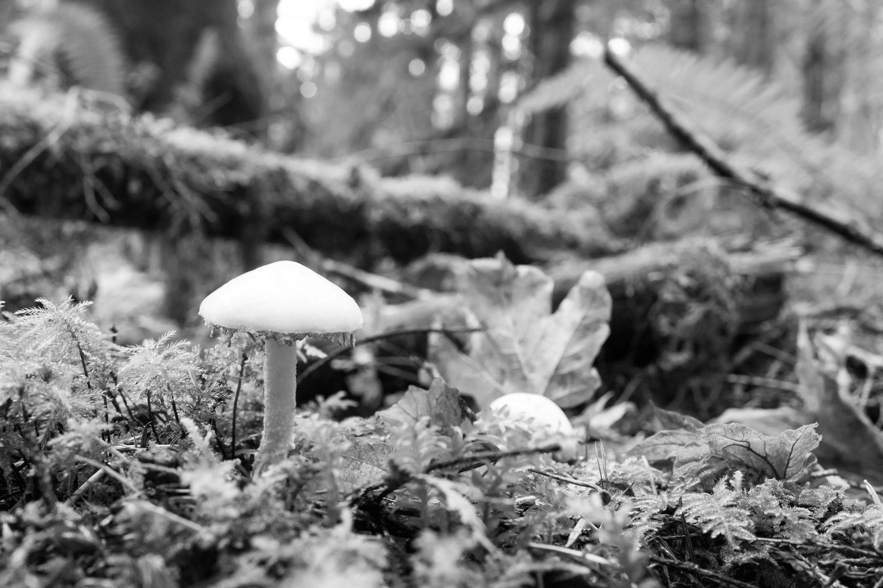 Richard Scudder, Rainforest Mushroom, Richard Scudder, Rainforest Mushroom,