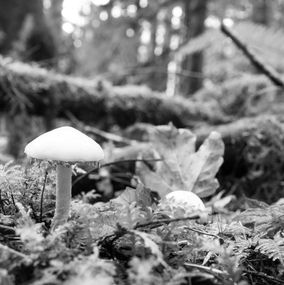 Fotografien, Rainforest Mushroom,, Richard Scudder
