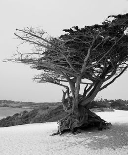 Photographie, Monterey Cypress, Richard Scudder