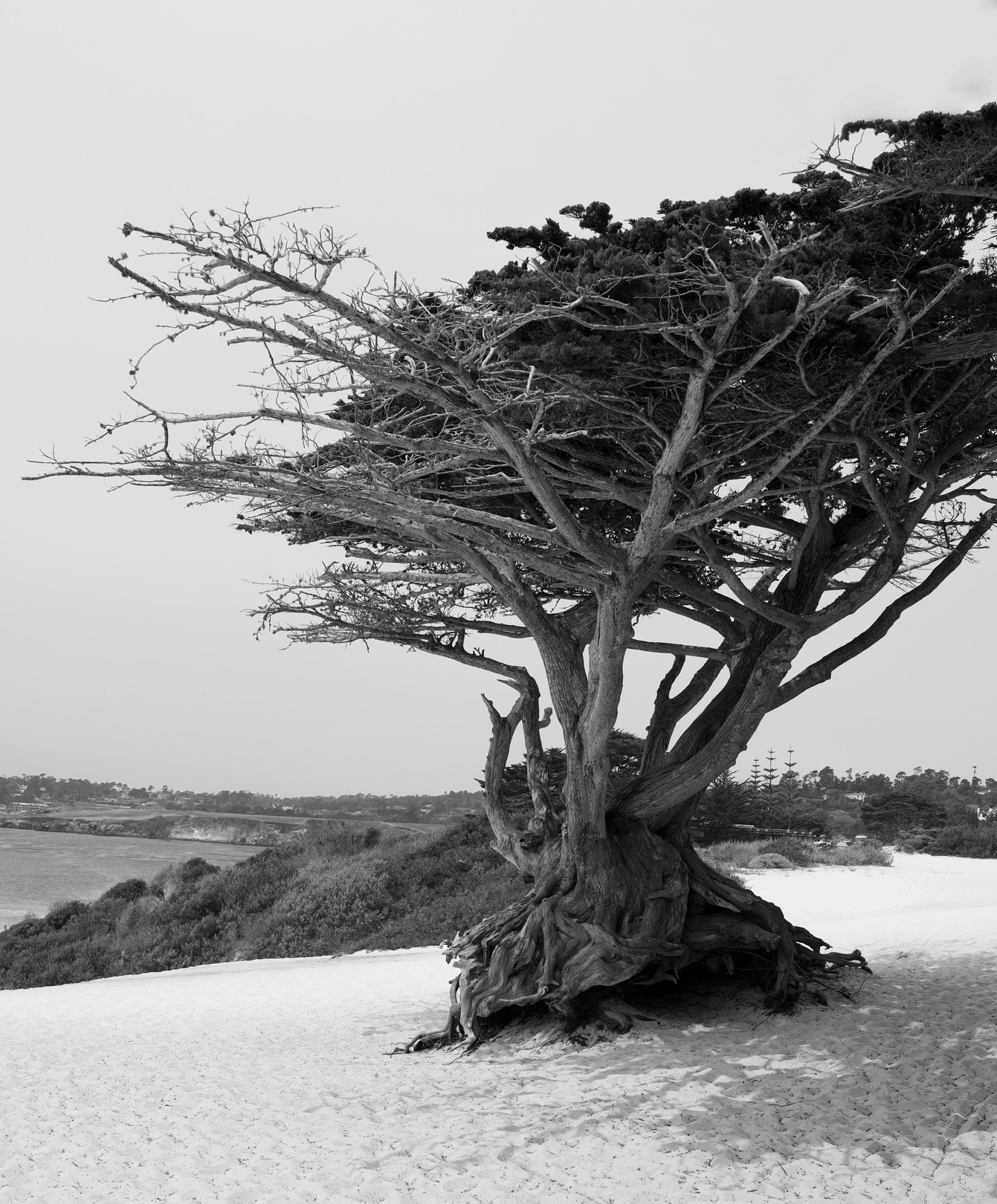 Richard Scudder, Monterey Cypress Richard Scudder, Monterey Cypress