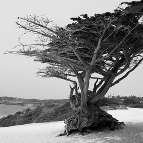 Fotografien, Monterey Cypress, Richard Scudder