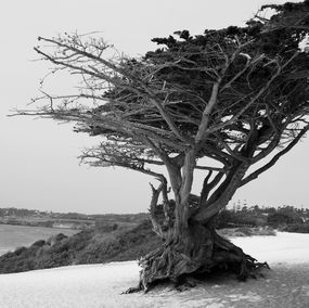 Fotografía, Monterey Cypress, Richard Scudder