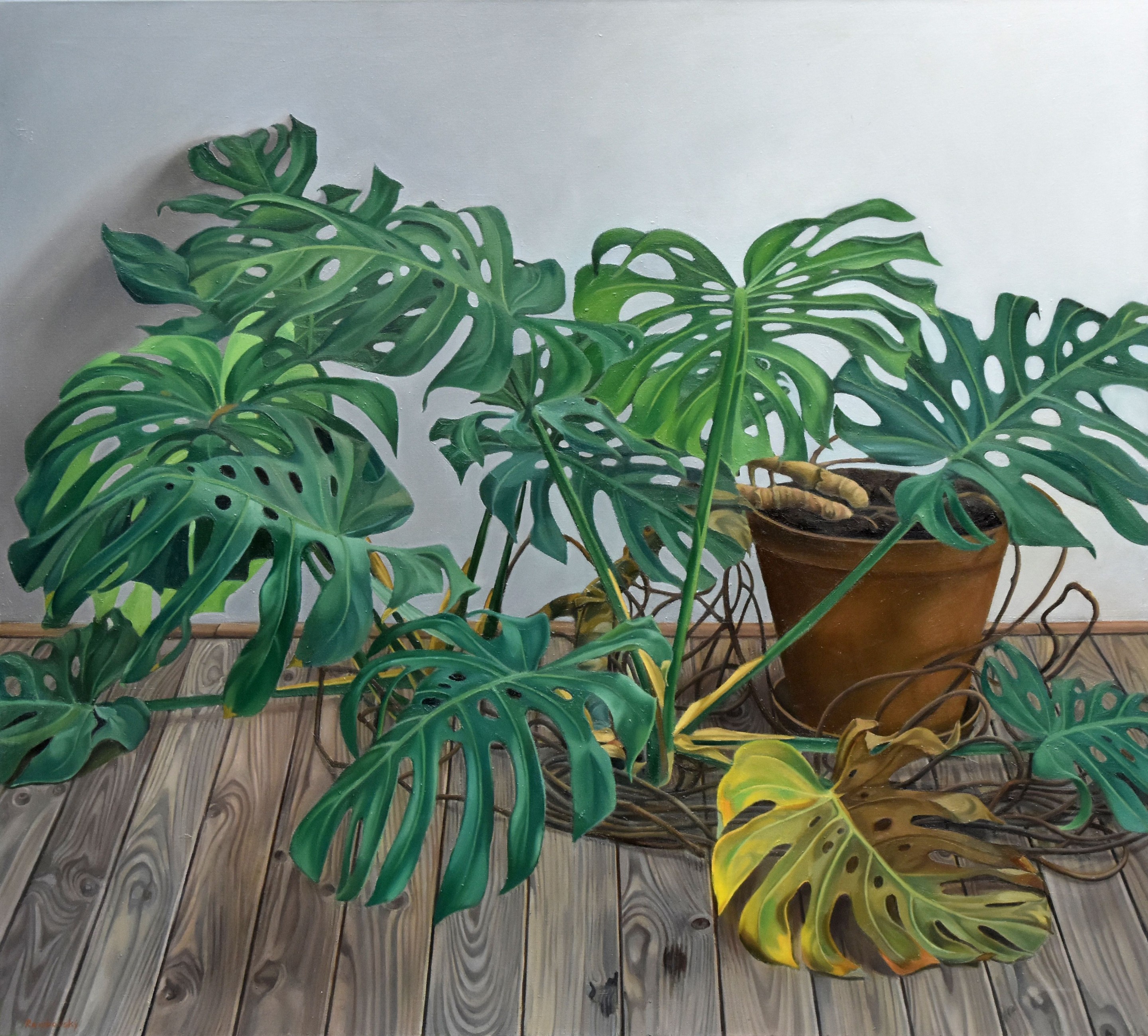 Roman Rembovsky, Monstera deliciosa Roman Rembovsky, Monstera deliciosa