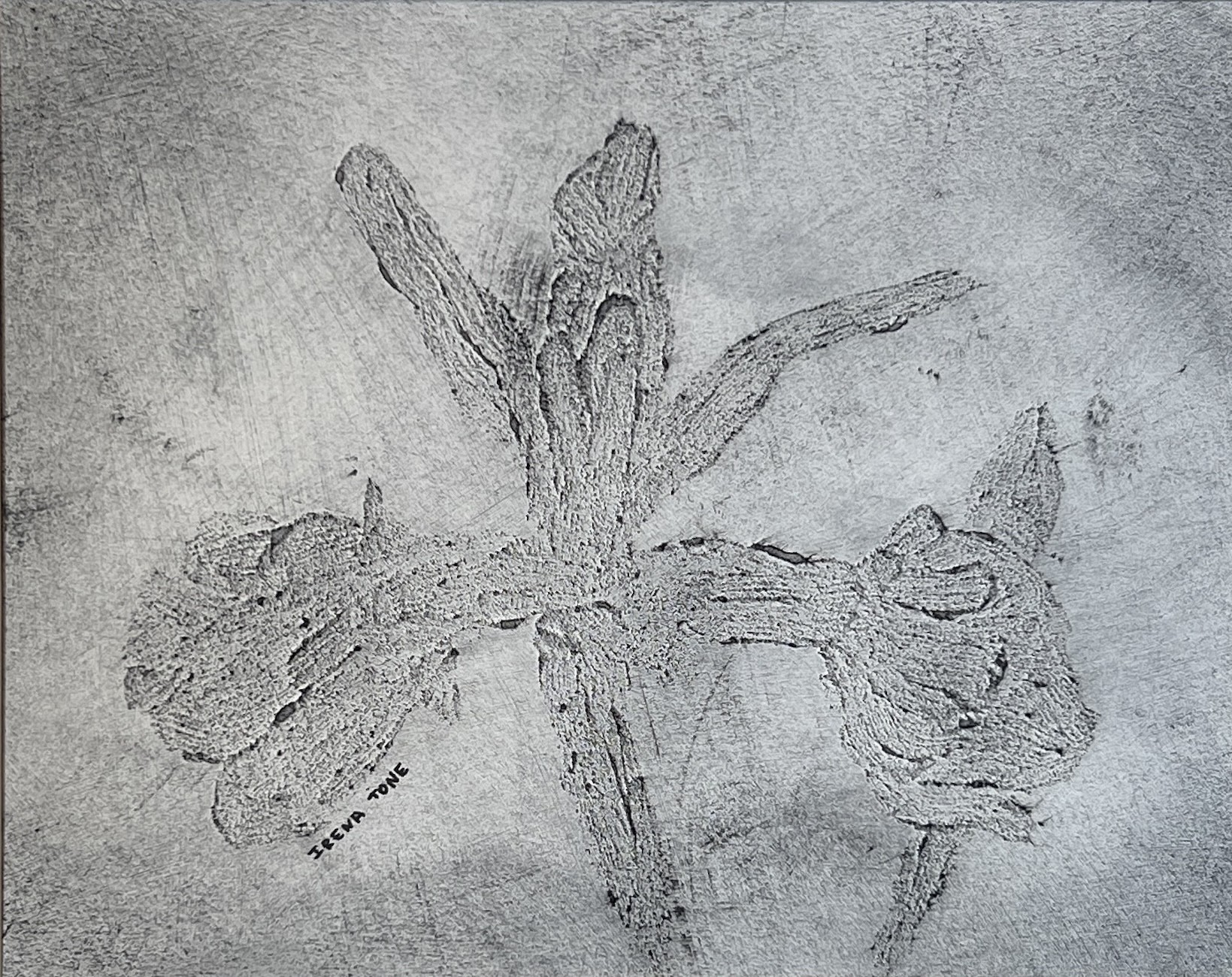 Irena Tone, Monochrome Iris Irena Tone, Monochrome Iris