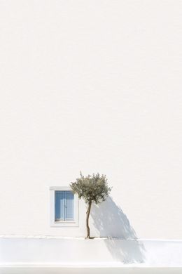 Photography, Greek olive tree, Marcus Cederberg