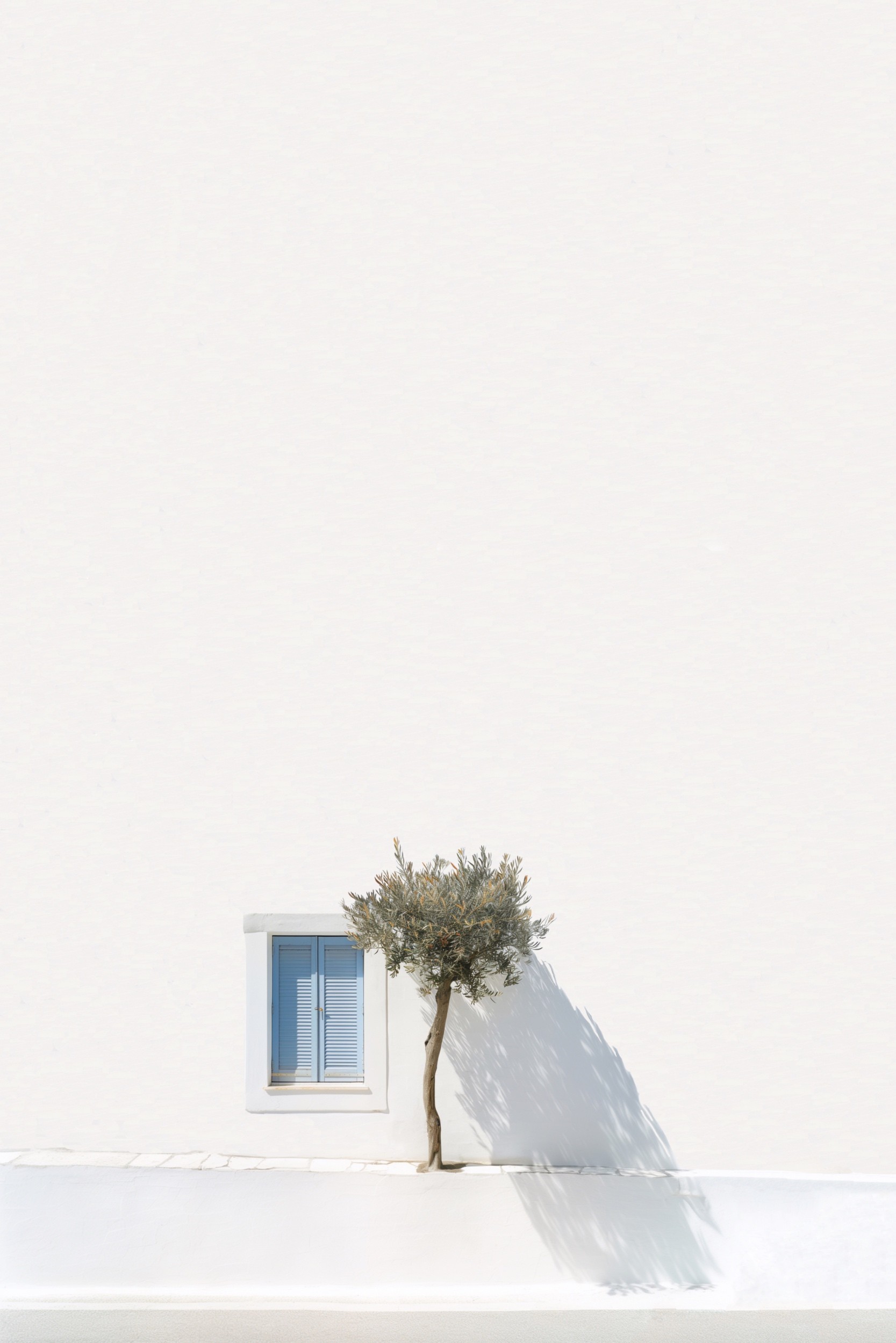 Marcus Cederberg, Greek olive tree Marcus Cederberg, Greek olive tree