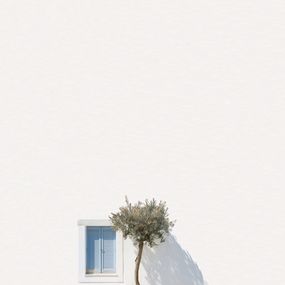 Photographie, Greek olive tree, Marcus Cederberg