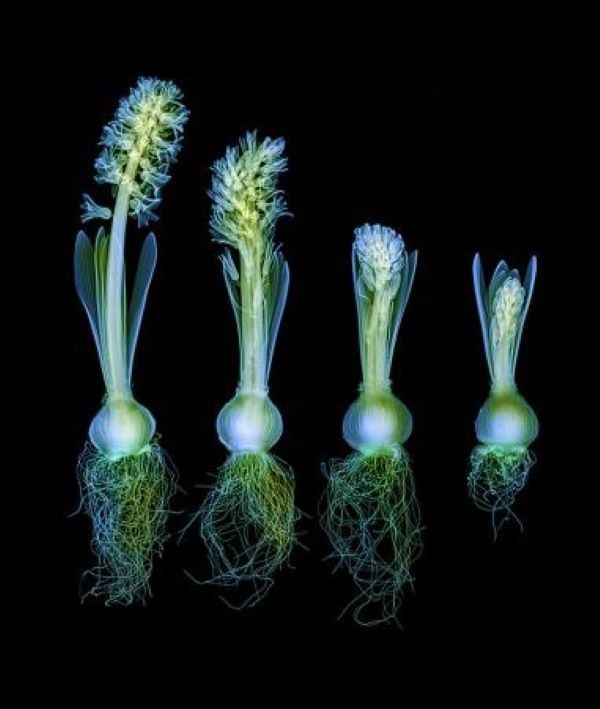 Hugh Turvey, Hyacinth Sequence Hugh Turvey, Hyacinth Sequence