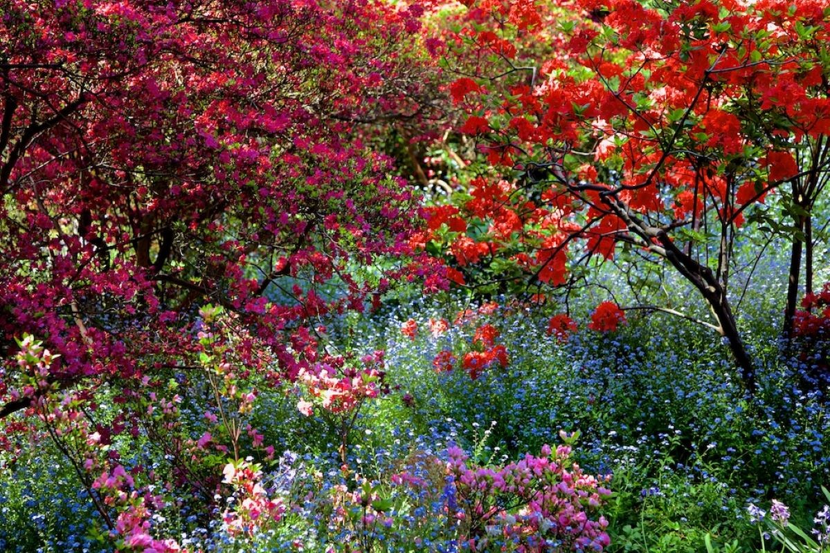 André Baranowski, Garden Wild, II André Baranowski, Garden Wild, II