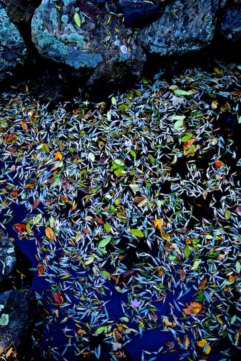 André Baranowski, Garden Wild, III André Baranowski, Garden Wild, III