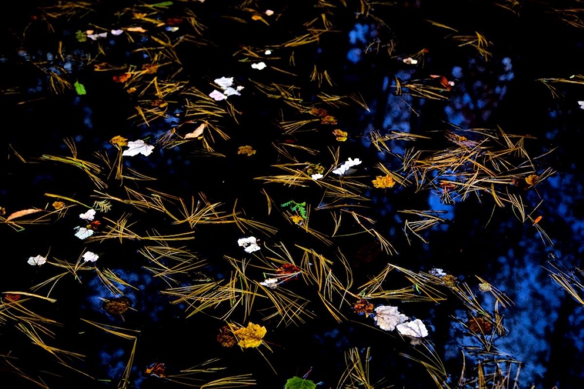 André Baranowski, Garden Wild, V André Baranowski, Garden Wild, V