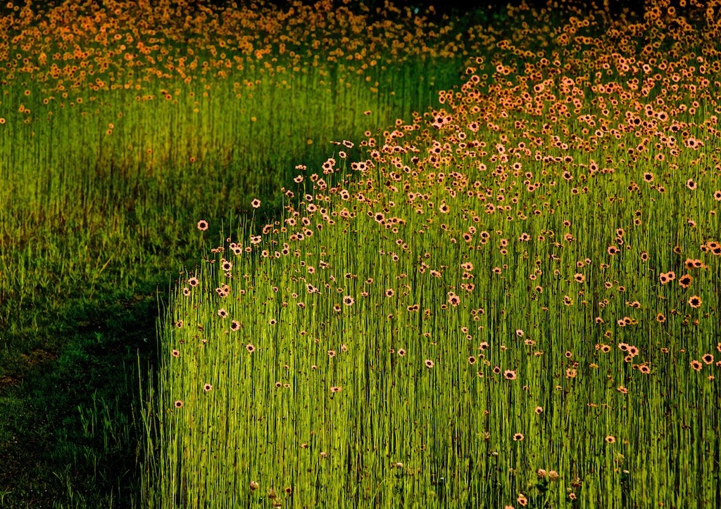 André Baranowski, Garden Wild, XI André Baranowski, Garden Wild, XI