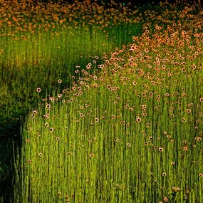 Photographie, Garden Wild, XI, André Baranowski