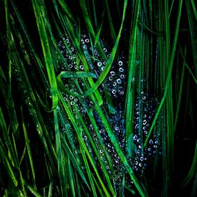 Photographie, Garden Wild, XII, André Baranowski