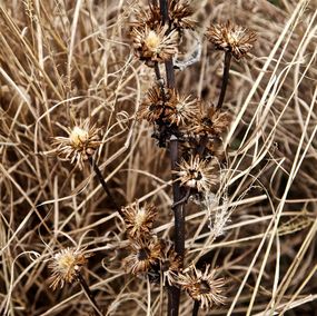 Fotografía, Garden Wild, XVI, André Baranowski