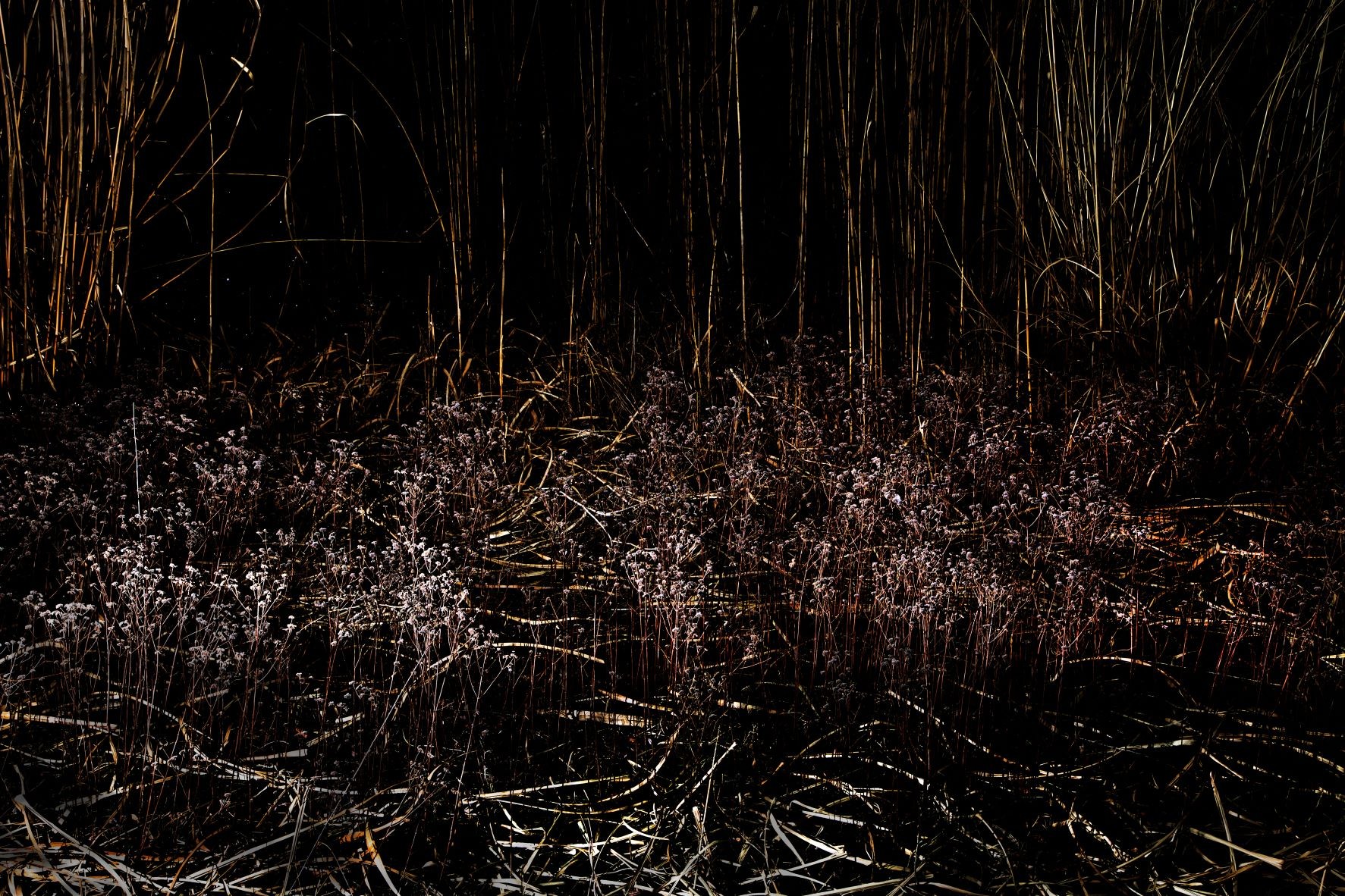 André Baranowski, Garden Wild, XIV André Baranowski, Garden Wild, XIV