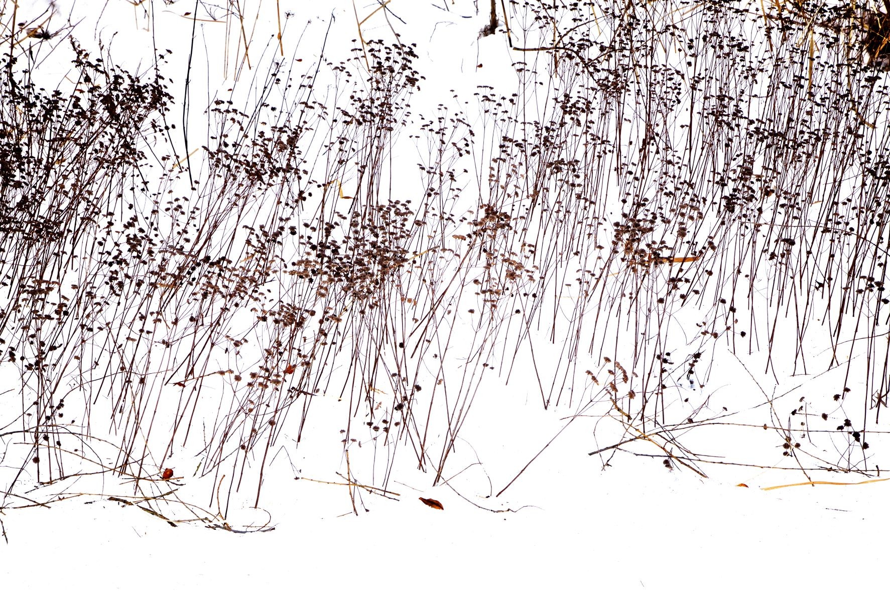 André Baranowski, Garden Wild, XV André Baranowski, Garden Wild, XV