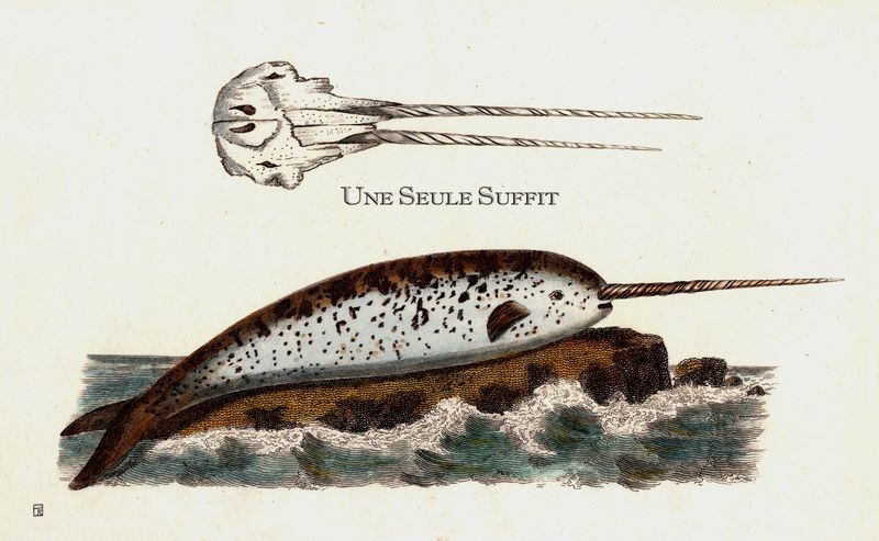 Thierry Robert, Une seule suffit Thierry Robert, Une seule suffit