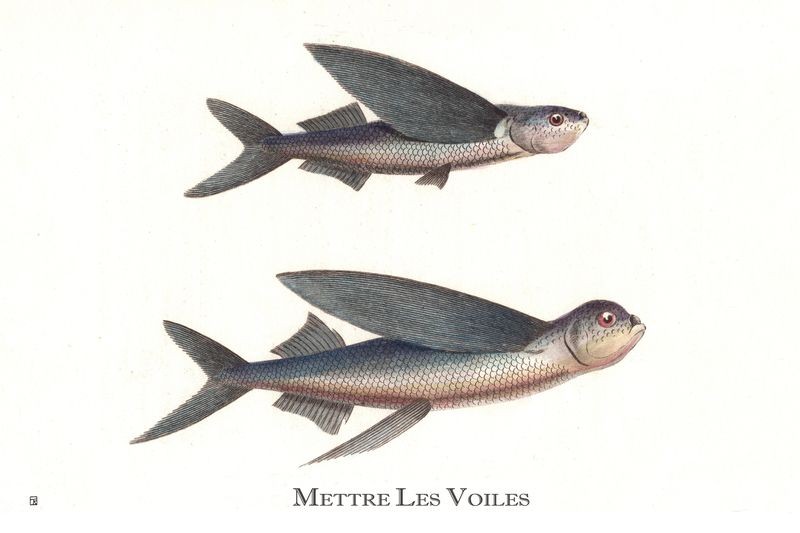 Thierry Robert, Mettre les voiles Thierry Robert, Mettre les voiles