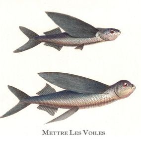 Edición, Mettre les voiles, Thierry Robert