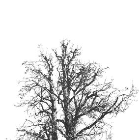 Dibujo, Arbre d'hiver 2, Sophie Raynaud