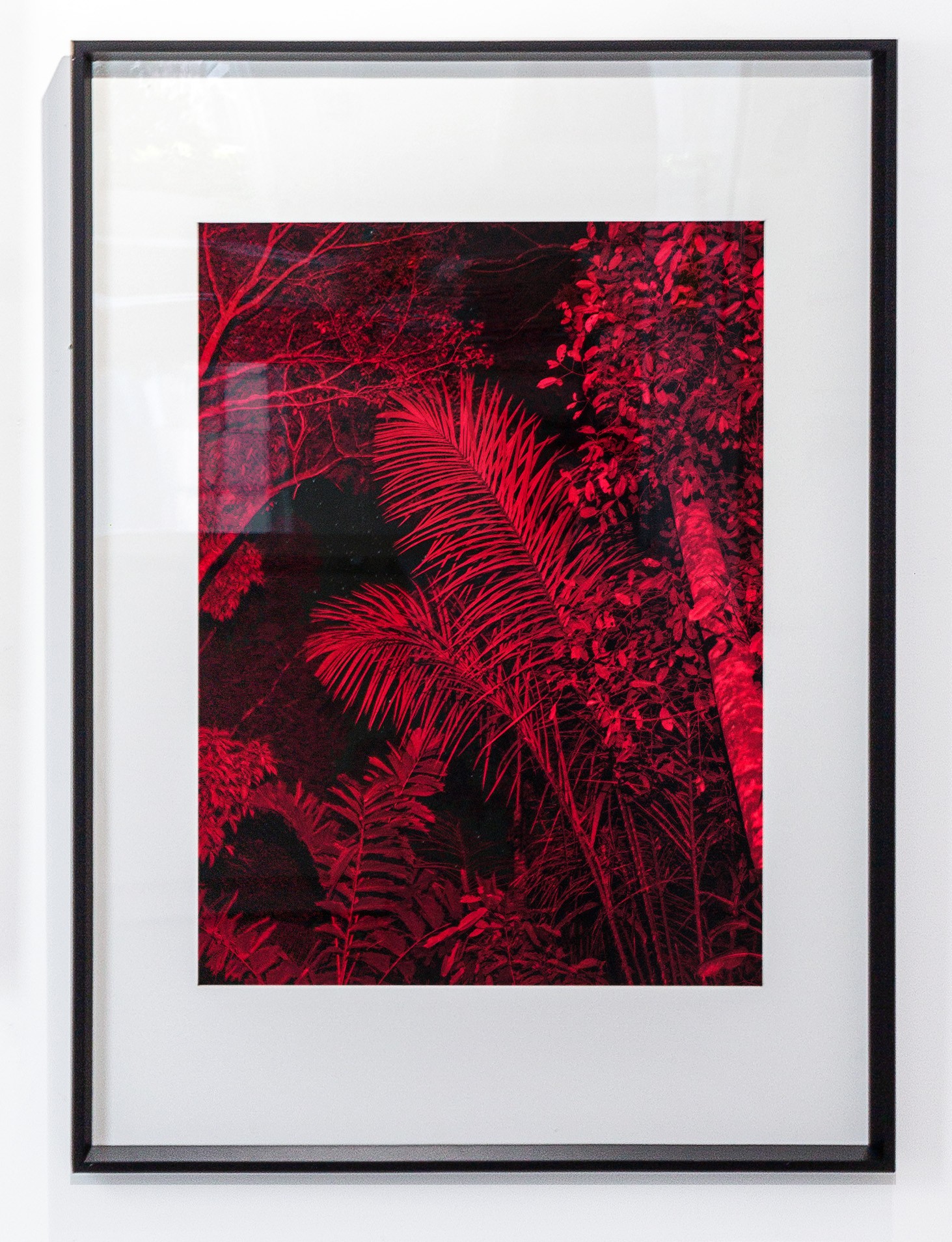 Miguel Winograd, Selva Nocturna 02, Framed. Color Pigment print Miguel Winograd, Selva Nocturna 02, Framed. Color Pigment print