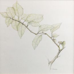 Dibujo, Branche de Piment - Univers végétal, Claire Palaniaye