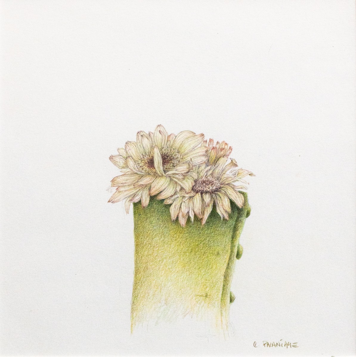 Claire Palaniaye, Fleurs en pot vert - Univers végétal Claire Palaniaye, Fleurs en pot vert - Univers végétal