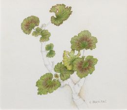 Fine Art Drawings, Géranium - Univers végétal, Claire Palaniaye