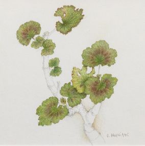 Dibujo, Géranium - Univers végétal, Claire Palaniaye