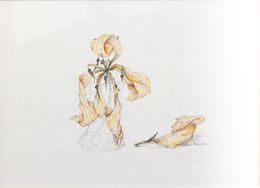 Fine Art Drawings, Tulipe fanée dans petit verre - Univers végétal, Claire Palaniaye