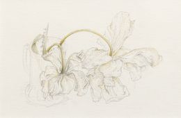 Zeichnungen, Deux tulipes fanées dans petit verre - Univers végétal, Claire Palaniaye