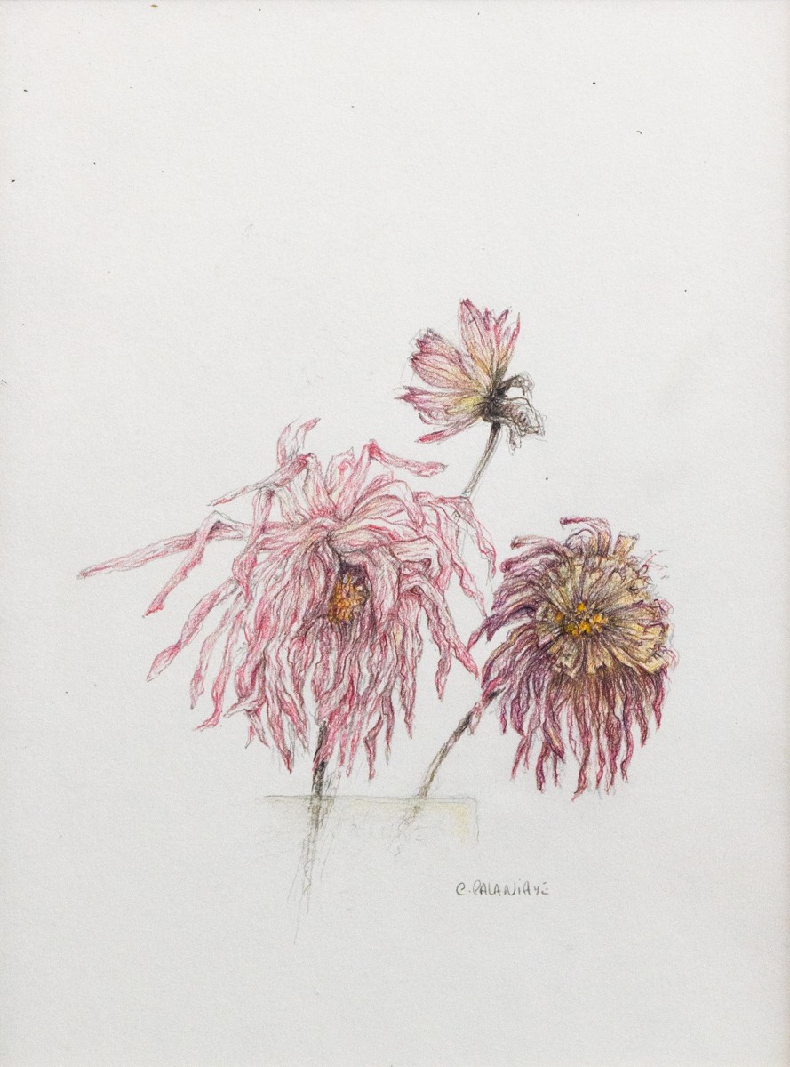 Claire Palaniaye, Dahlias - Univers végétal Claire Palaniaye, Dahlias - Univers végétal