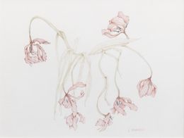 Dessin, Tulipes roses fanées - Univers végétal, Claire Palaniaye